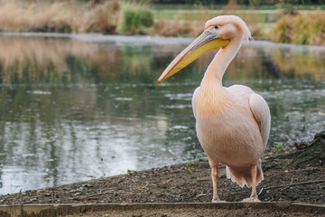 Gentle pink pelican sits by the water