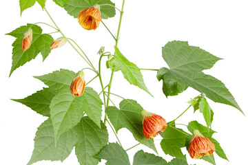 Green abutilon bush with blooming orange buds