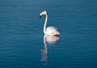 Flamingo num lago