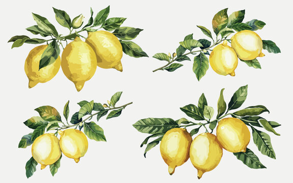 set of watercolor yellow lemons on branches with leaves illustration