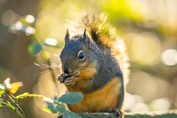 Naklejka na ściany i meble squirrel eating nut, close up