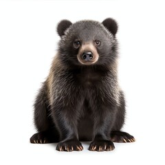 Obraz premium a binturong, studio light , isolated on white background