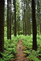 Fototapeta premium forest path