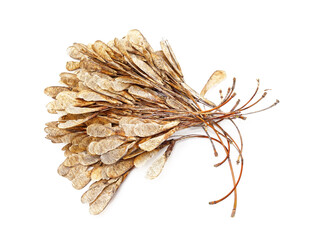 Obraz premium Group of maple tree seed in dry pod.