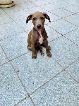 Cachorro braco de weimar