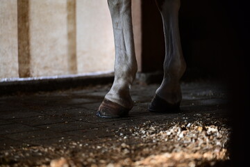 Pferdebeine im Detail. Vorderbeine eines Pferdes im Stall mit Sägespäne