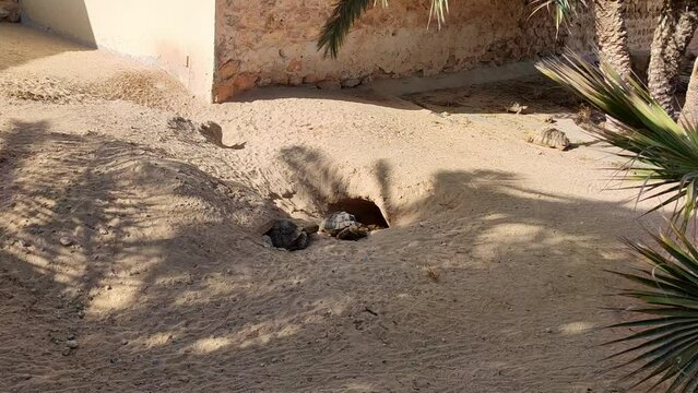 Land turtles walk on the sand in Africa, beautiful sunny day