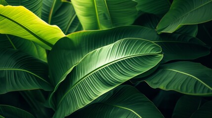Tropical Green Banana Leaves