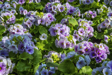 Primula obconica, Poison primrose. Flowering ornamental plant with white-violet flowers