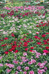 Carnations, Dianthus caryophyllus, a herbaceous perennial plant. Vertical photo