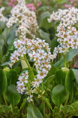 Bergenia 'Bressingham White', an evergreen ornament for the garden with white umbels of flowers
