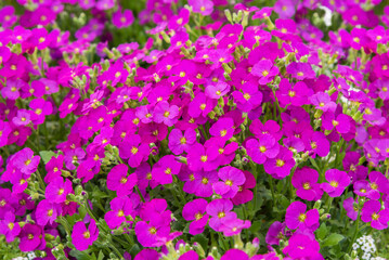 Aubrieta Florado Rose Red, a perennial with pink, wheel-shaped flowers and dark green leaves. Flowers background