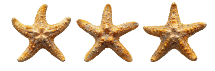 starfish isolated on transparent background ,starfish png ,generative ai