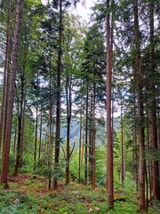 Vertical photo of the forest near Bad Teinach Zavelstein Germany