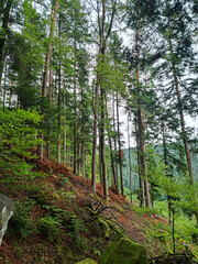 Vertical photo of the forest near Bad Teinach Zavelstein Germany