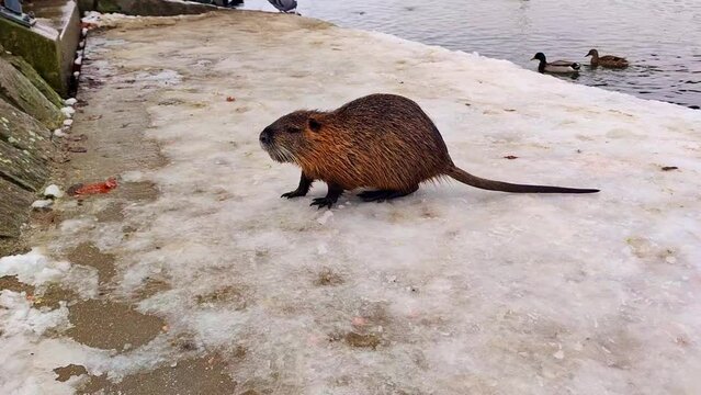 Close-up of a river nutria on the river bank, ducks and pigeons in the background