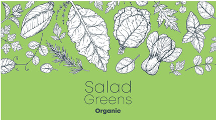 Salad greens sketch set. Hand drawn vector illustration. Cooking salad. Vegan food. - obrazy, fototapety, plakaty