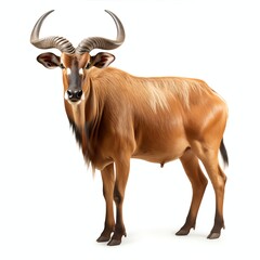 a anoa, studio light , isolated on white background