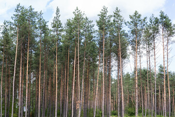 trees in the woods