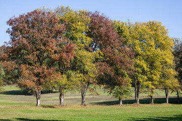 tree in autumn