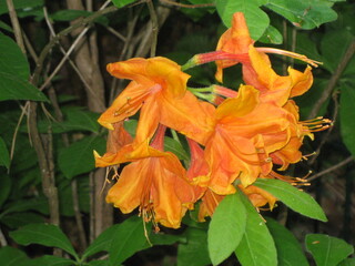 Blüten in Orange