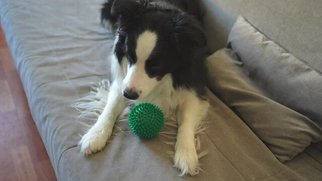 Pet activity. Funny puppy dog border collie holding toy ball in mouth playing on couch at home indoors. Purebred pet dog wants to playing with owner. Love for pets friendship companion concept