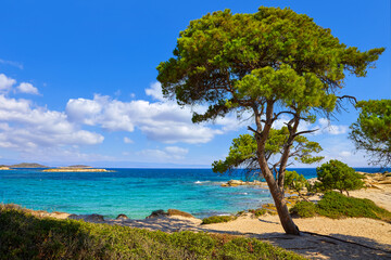 Karidi Beach, peninsula Sithonia, Chalkidiki, Greece. Lonely green pine tree and bushes, beach coastline of Aegean sea blue water. Summer sunny day sky clouds. Popular touristic vacation destination.
