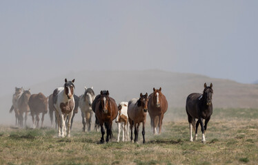 Wild Horses in the Utah Desert in Springtime