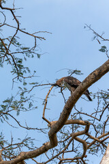 Legge's hawk-eagle (Nisaetus kelaarti) at Udawalawe National Park, Sabaragamuwa and Uva Provinces, Sri Lanka