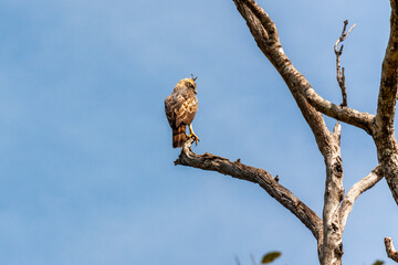 Legge's hawk-eagle (Nisaetus kelaarti) at Udawalawe National Park, Sabaragamuwa and Uva Provinces, Sri Lanka