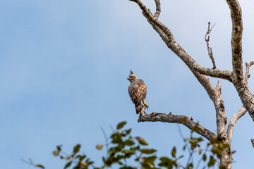 Legge's hawk-eagle (Nisaetus kelaarti) at Udawalawe National Park, Sabaragamuwa and Uva Provinces, Sri Lanka