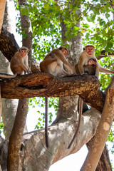 The toque macaques (Macaca sinica) in 
 Udawalawe National Park, Sabaragamuwa and Uva Provinces, Sri Lanka