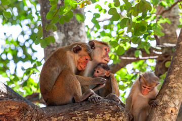 The toque macaques (Macaca sinica) in 
 Udawalawe National Park, Sabaragamuwa and Uva Provinces, Sri Lanka