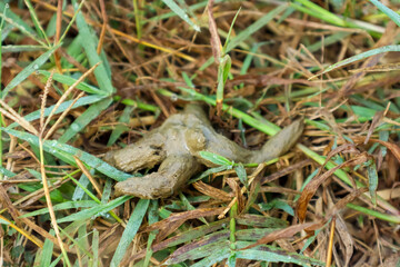 Cat poop on the grass, close up