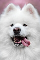 funny white samoyed dog with a pink tongue sticking out