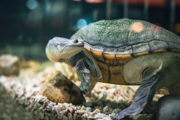 The snake-necked turtle swims in the water in search of food