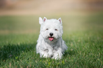 west h highland terrier running in the grass