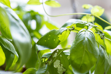 Green basil leaves damaged by caterpillars, showing signs of pest infestation