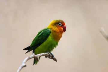 Tokyo, Japan, 31 October 2023: Colorful Lovebird perched on a branch.