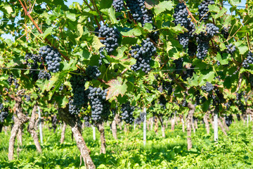 Large bunches of red wine grapes in vineyard.