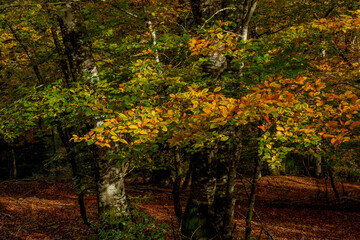 Beautiful beech forest with multicolored leaves in autumn.Mount Gorbea.Basque Country. Spain....