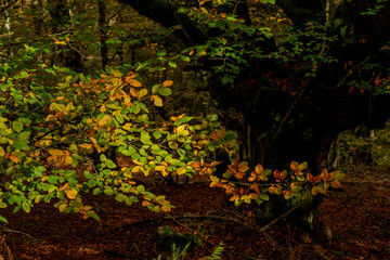 Beautiful beech forest with multicolored leaves in autumn.Mount Gorbea.Basque Country. Spain. Gorbea Natural Park. Natura 2000 Network