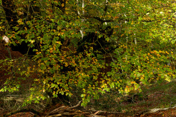 BEAUTIFUL IMAGE OF A COLORFUL BEECH TREE IN AUTUMN IN THE NATURAL PARK OF GORBEA.SPAIN.NATURA 2000 NETWORK