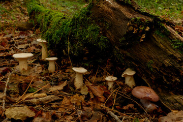 Mushrooms on leaves in beech forest in autumn.Gorbea natural park.Spain.