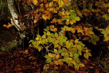 Beautiful beech forest with multicolored leaves in autumn.Mount Gorbea.Basque Country. Spain. Gorbea Natural Park. Natura 2000 Network