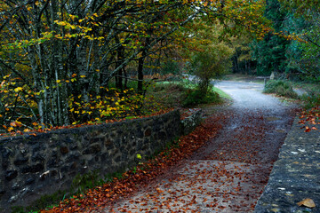 BEAUTIFUL IMAGE OF A BRIDGE WITH LEAVES IN A COLORFUL BEECH TREE IN AUTUMN IN THE GORBEA NATURAL PARK.SPAIN.NATURA 2000 NETWORK