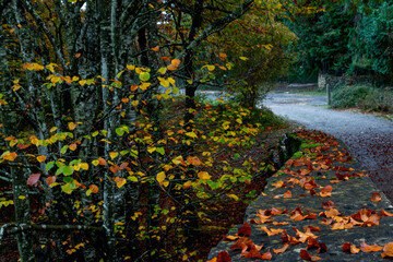 BEAUTIFUL IMAGE OF A BRIDGE WITH LEAVES IN A COLORFUL BEECH TREE IN AUTUMN IN THE GORBEA NATURAL PARK.SPAIN.NATURA 2000 NETWORK
