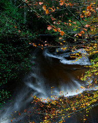 BEAUTIFUL IMAGE OF A STREAM IN A COLORFUL BEECH TREE IN AUTUMN IN THE NATURAL PARK OF GORBEA.SPAIN.NATURA 2000 NETWORK