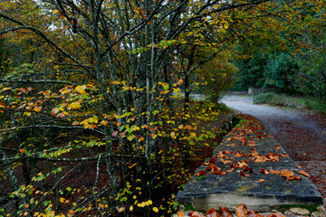 BEAUTIFUL IMAGE OF A BRIDGE WITH LEAVES IN A COLORFUL BEECH TREE IN AUTUMN IN THE GORBEA NATURAL PARK.SPAIN.NATURA 2000 NETWORK