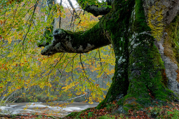 BEAUTIFUL IMAGE OF A COLORFUL BEECH TREE IN AUTUMN IN THE NATURAL PARK OF GORBEA.SPAIN.NATURA 2000 NETWORK